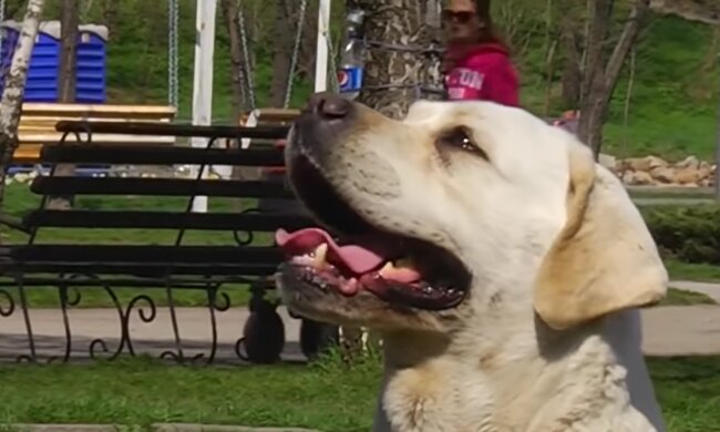 Der Hund lebte auf der Straße, aber dank der Freundlichkeit der Menschen wurde er zu einem echten Schönling