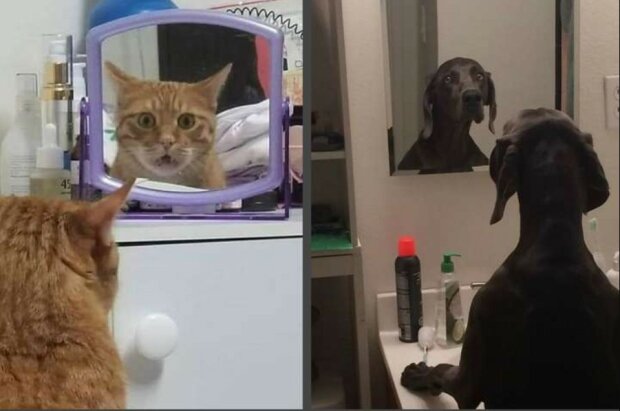 Tiere, die sich zum ersten Mal im Spiegel sahen
