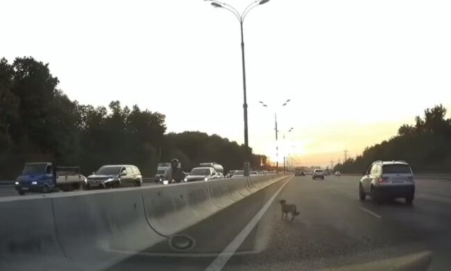 Ein streunender Hund kam auf die Autobahn, aber besorgte Autofahrer hielten den Verkehr an