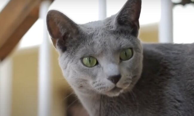 Katze. Quelle: Screenshot YouTube