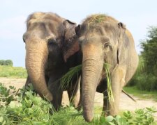 Endlich glückliche Tiere. Quelle: Screenshot YouTube