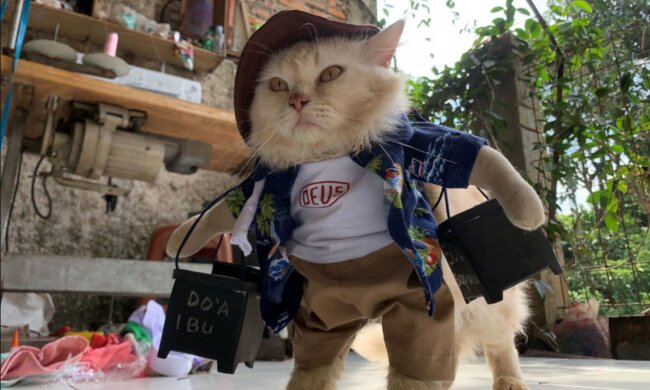 Mode für kleine Freunde: Ein Mann macht lustige Outfits für Katzen