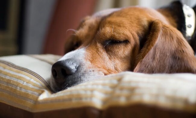 Unsere Haustiere träumen auch. Quelle: Screenshot YouTube