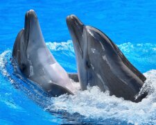 Therapie mit Delphinen: Das Mädchen wurde dank eines Delphins namens Ian wieder gesund