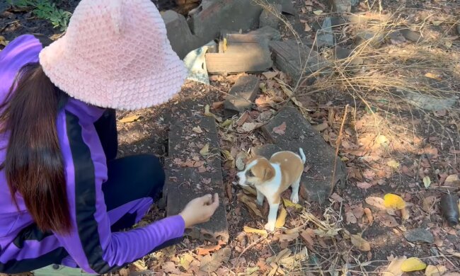 Ein kleines Wunder im Wald. Quelle: Youtube Screenshot