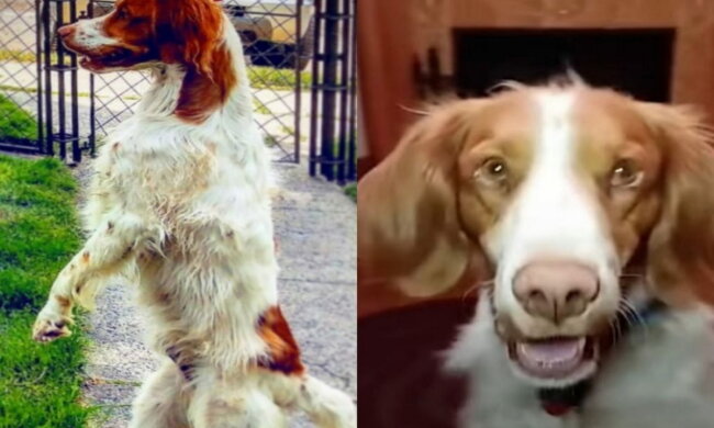 Der fröhliche Hund. Quelle: Screenshot