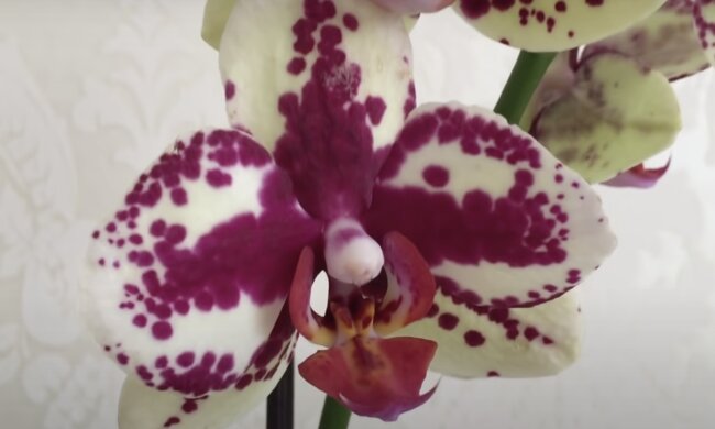 Orchideen. Quelle: Screenshot YouTube