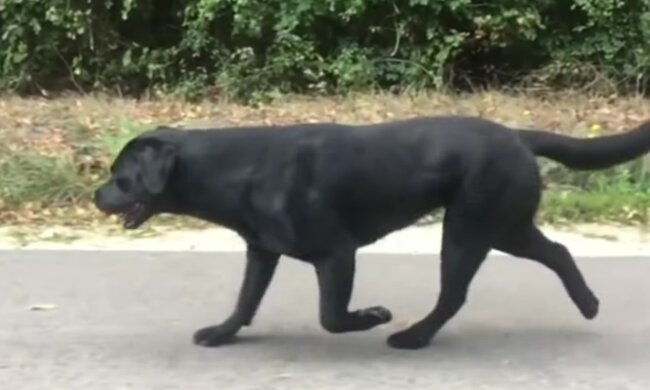 Ein Hund schlich durch den Hof und grub ein unbekanntes Tier aus. Die Leute sahen es und erkannten, dass sie ein Rettungsteam brauchten