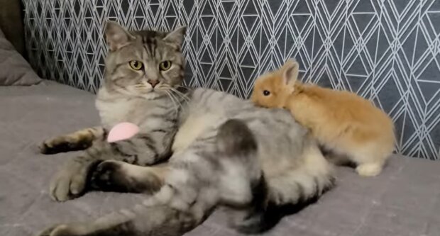 Kätzchen und Kaninchen. Quelle: Youtube Screenshot