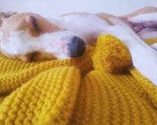 Freundlichkeit im Herzen: Die 89-jährige Frau strickte 450 Decken und Pullover für Hunde aus Tierheimen