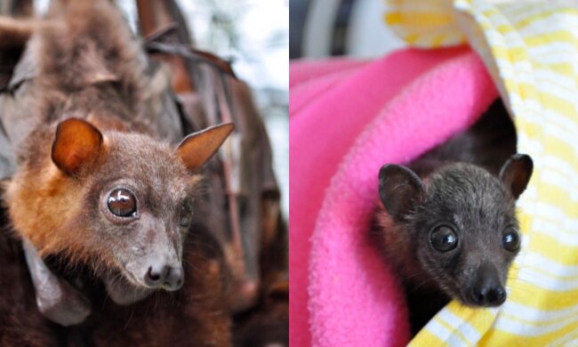 Federmaus. Quelle: Screenshot