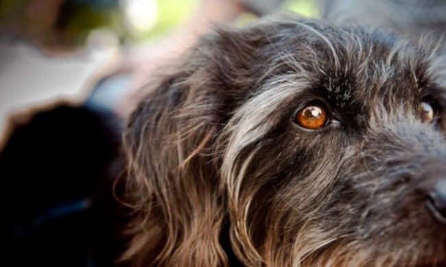 Woher wissen wir, was Tiere sehen, hören und fühlen