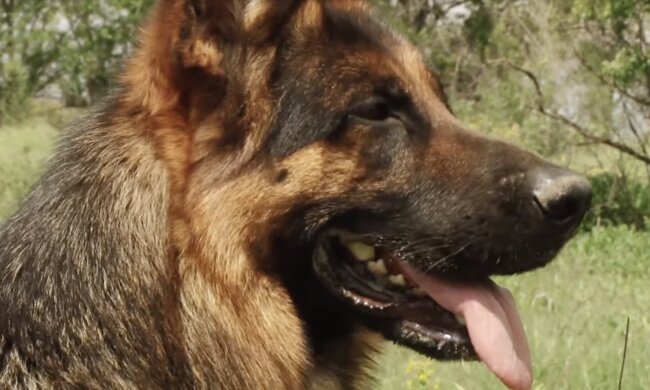 Schäferhund. Quelle: Screenshot YouTube
