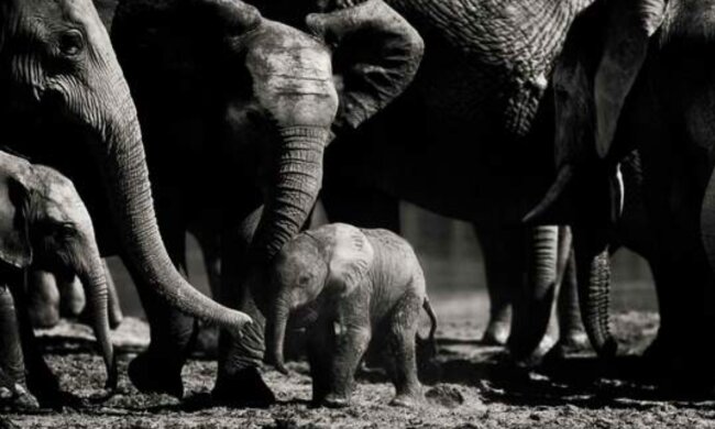 Elefantenherde beschützt ein Elefantenbaby. Quelle: Screenshot Youtube