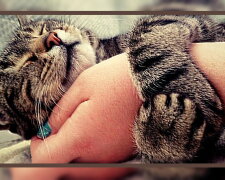 Eine Katze. Quelle: focus.com
