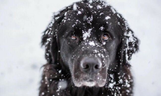 Der Hund zog den Besitzer fünf Kilometer am Seil, damit er nicht friert
