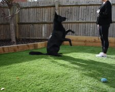 Deutscher Schäferhund. Quelle: Youtube Screenshot