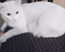 Katze. Quelle: Screenshot YouTube