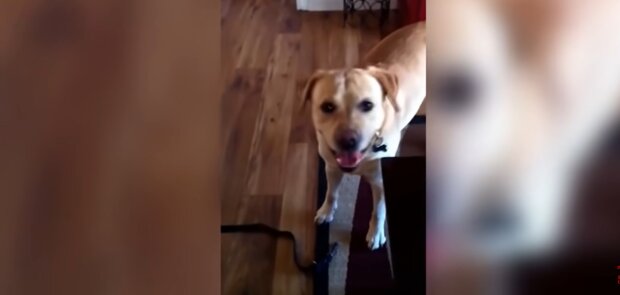 Labrador verschwindet über einen Monat lang und taucht dann auf mysteriöse Weise wieder auf