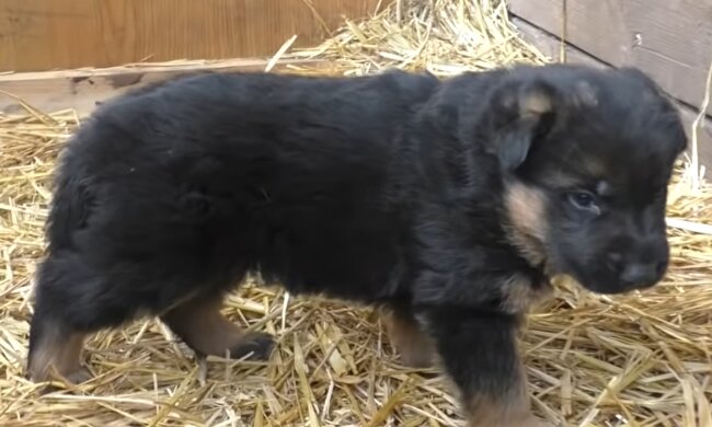 Ein geretteter Welpe. Quelle: YouTube Screenshot