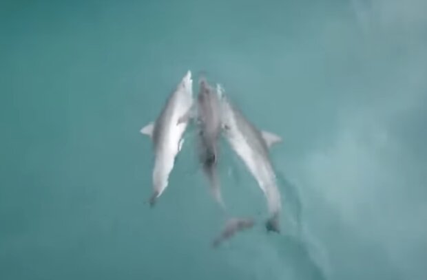 Delphin. Quelle: Screenshot YouTube
