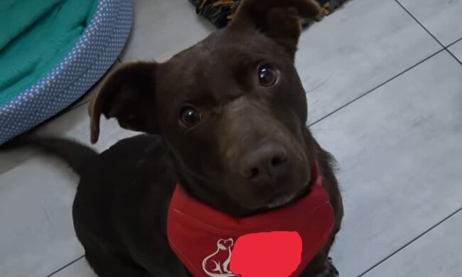 Lang ersehnte Pflege und Sicherheit. Quelle: Screenshot YouTube