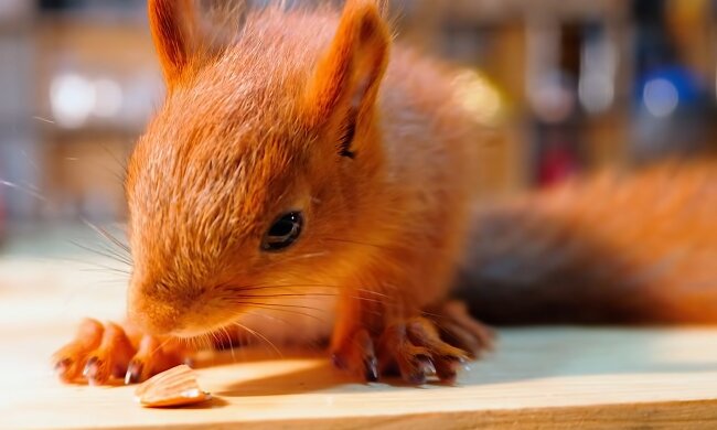 Cookie. Quelle: YouTube Screenshot