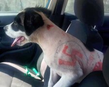 Tierrettungsdienst nimmt einen Welpen mit Hakenkreuzen und obszönen Worten auf der Haut auf