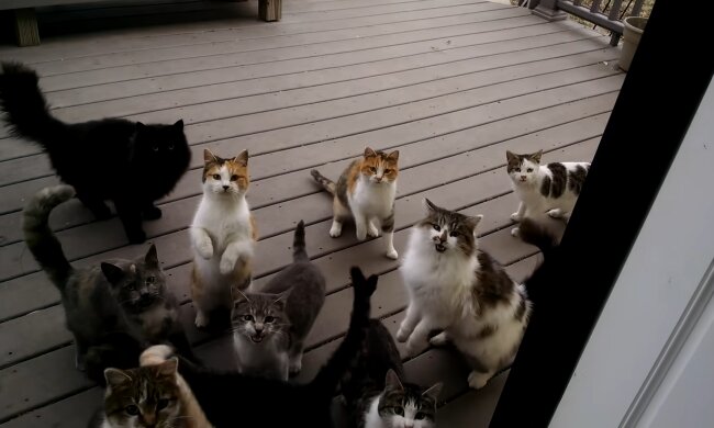 Aus Mietvertrag wird Katzenchaos. Quelle: Youtube Screenshot