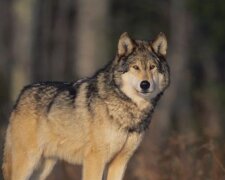 Der Jäger verbrachte die halbe Nacht mit dem Wolf im Wald: Am Morgen dankte ihm das Tier