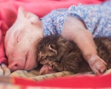 "Er war der Schwächste": Ein Babyschweinchen begann ein neues Leben in einem Kätzchenheim