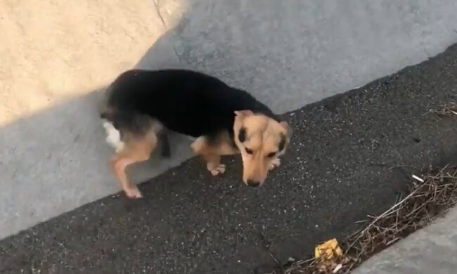 Was eine Person machen muss, wenn sie sieht, dass bellende Hunde auf sie zulaufen