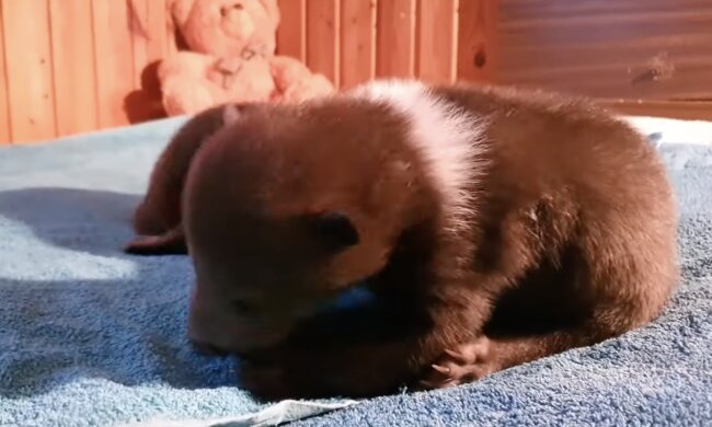 Tierbaby. Quelle: Screenshot YouTube