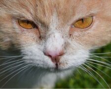 Menschen wurden Zeuge, wie eine Katze den kleinen Welpen stahl: Die Recherche erklärte den Grund für die Tat