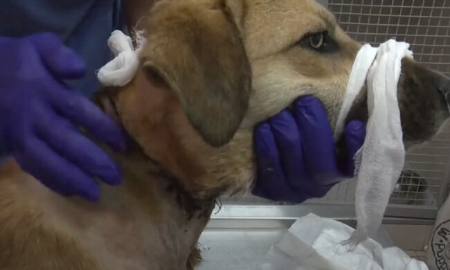 Der Hund hatte einen unverhältnismäßig großen Kopf: Eine freundliche Frau kam zur Rettung