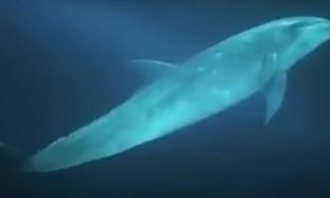 Delphin. Quelle: YouTube Screenshot