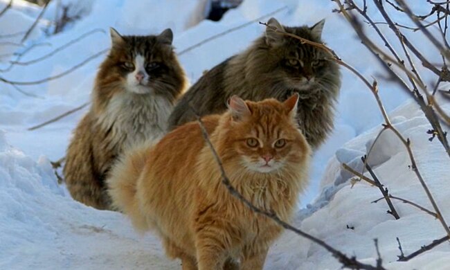 Drei Kätzchen. Quelle: YouTube Screenshot