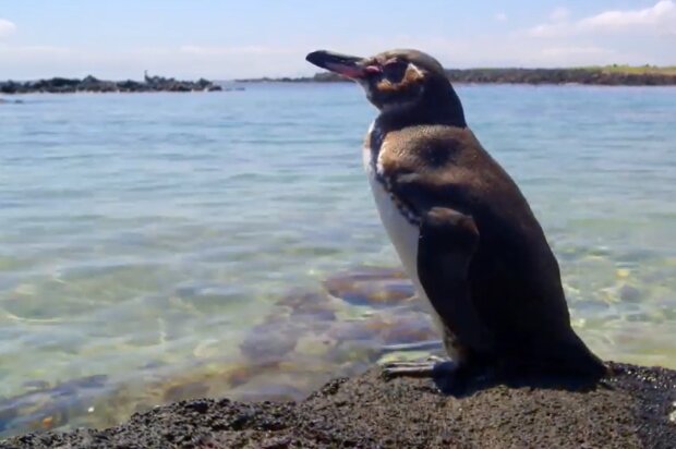 Ein dankbarer Pinguin. Quelle: YouTube Screenshot