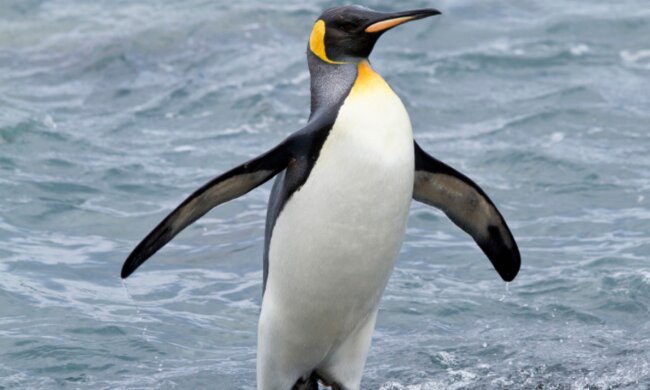 Erfindungsreich: Wie ein schlauer Pinguin Lala hat selbst den Fisch im Laden gekauft