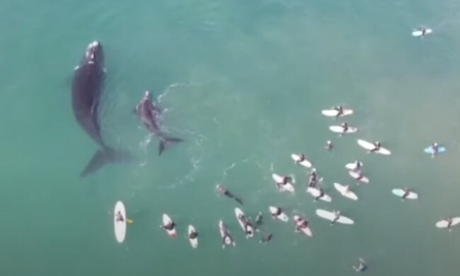 Neben Menschen: Ein Mutterwal mit ihrem Kind hat neben Surfern gebadet
