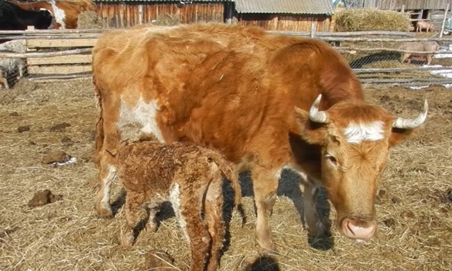 Eine Kuh kam zu einem Mann und bat ihn, ihr Baby zu retten