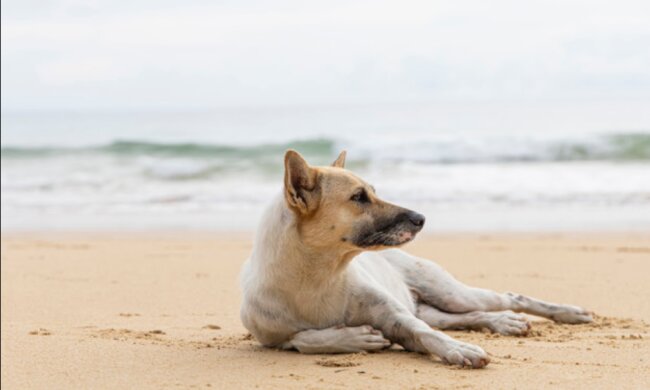 "Wenn ich nach Hause gehe, wird er traurig:" Ein obdachloses Hündchen kam zur Arbeit zu dem Kerl, der ihn fütterte