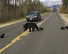 Als ein Polizist einen Bären sah, der versuchte, Jungen über die Straße zu bringen, blockierte er die Bewegung