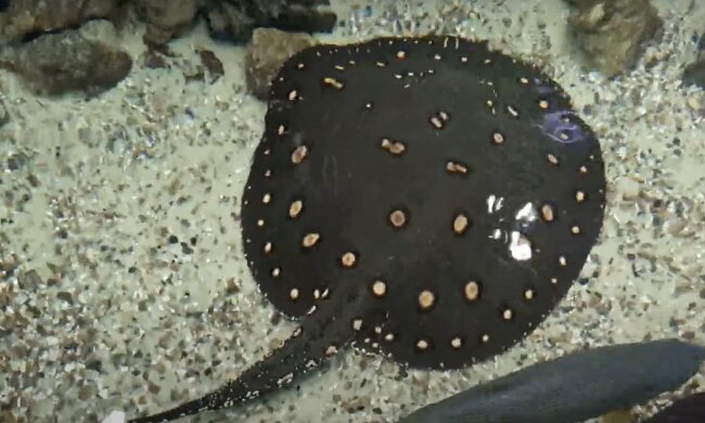 Fisch. Quelle: Screenshot YouTube