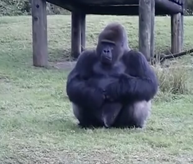 Gorila. Quelle: Screenshot YouTube