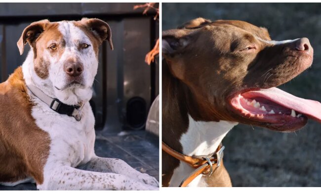 Hund. Quelle: Screenshot YouTube