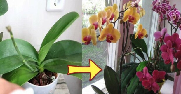 Mit einfachen Tricks können Sie den Effekt erzielen, dass Ihre Orchideen unglaublich schnell blühen werden
