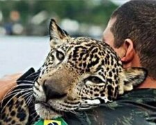 Warum umarmte der gerettete Jaguar seinen Retter wie ein Hauskater
