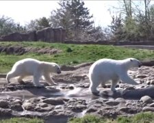 Eisbärenschwestern Astra und Laerke. Quelle: Screenshot Youtube