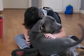 Hund ist im Dickicht stecken geblieben, aber achtjähriger Junge wusste, wie er ihn retten kann